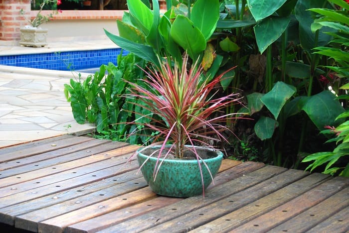 vaso de planta em um deck de piscina